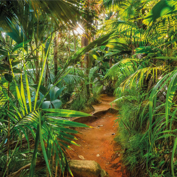 Veggmaleri Jungle Trail 368×254 cm
